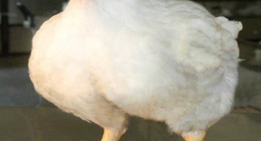 Je možné získat vaječné produkty z brojlerových kuřat?